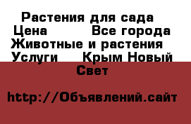 Растения для сада › Цена ­ 200 - Все города Животные и растения » Услуги   . Крым,Новый Свет